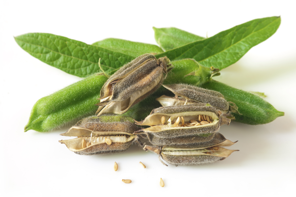 �����ߥ�����(̤����)30mL