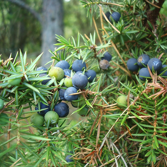 ����˥ѡ� �٥꡼10mL