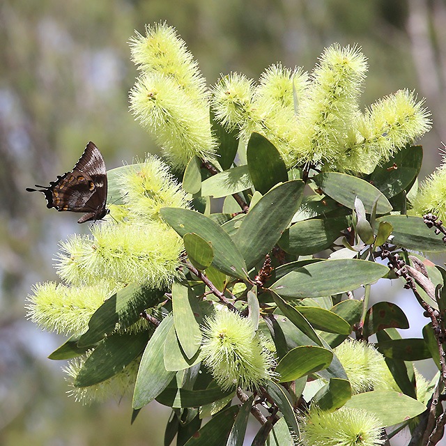 �˥�����5mL