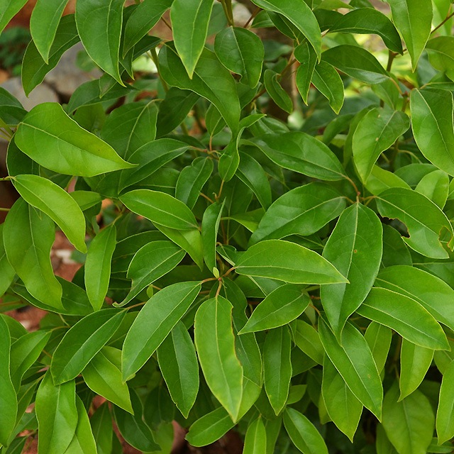 ������󥵥�5mL