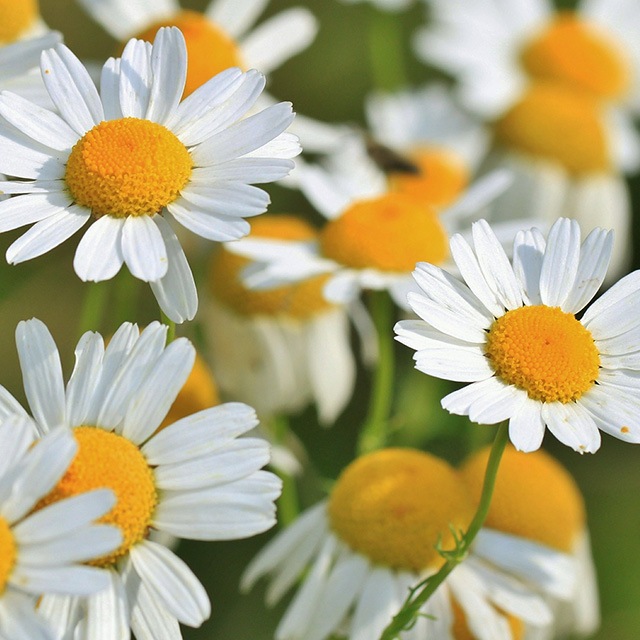 �����ޥ󥫥�ߡ���5mL