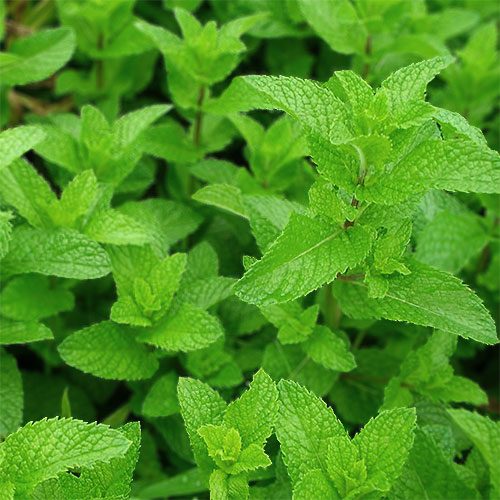 �ڥѡ��ߥ��10mL