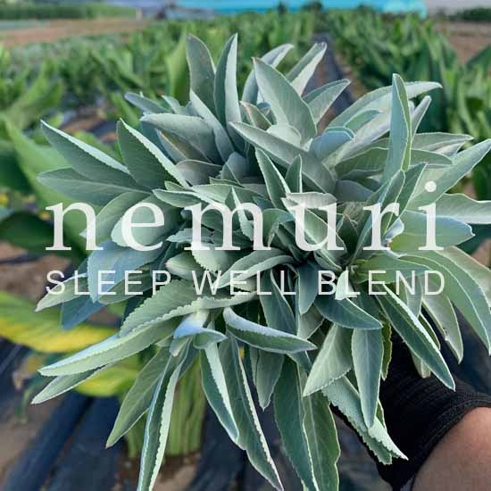 ٥åMAMѥϡ֥ѥåäͤ-nemuri8ˡڸ