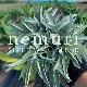 ٥åMAMѥϡ֥ѥåäͤ-nemuri8ˡڸ
