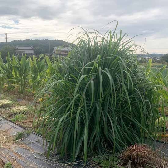 ��ͭ����̵�����ۼ��������󥰥饹�ʥɥ饤�ϡ��֡� 100g