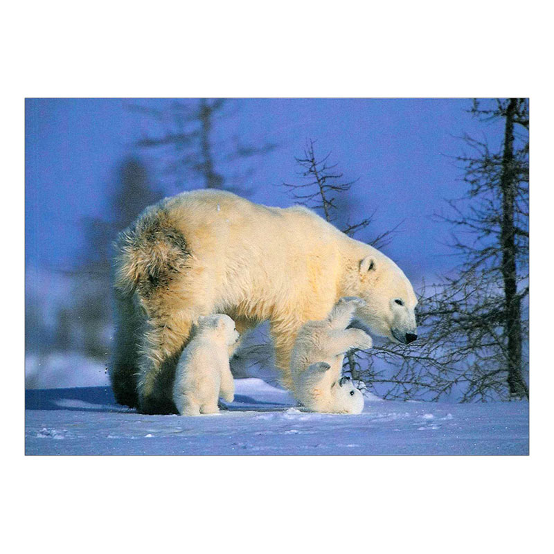 ���˥ޥ륷�꡼�� �ݥ��ȥ�����