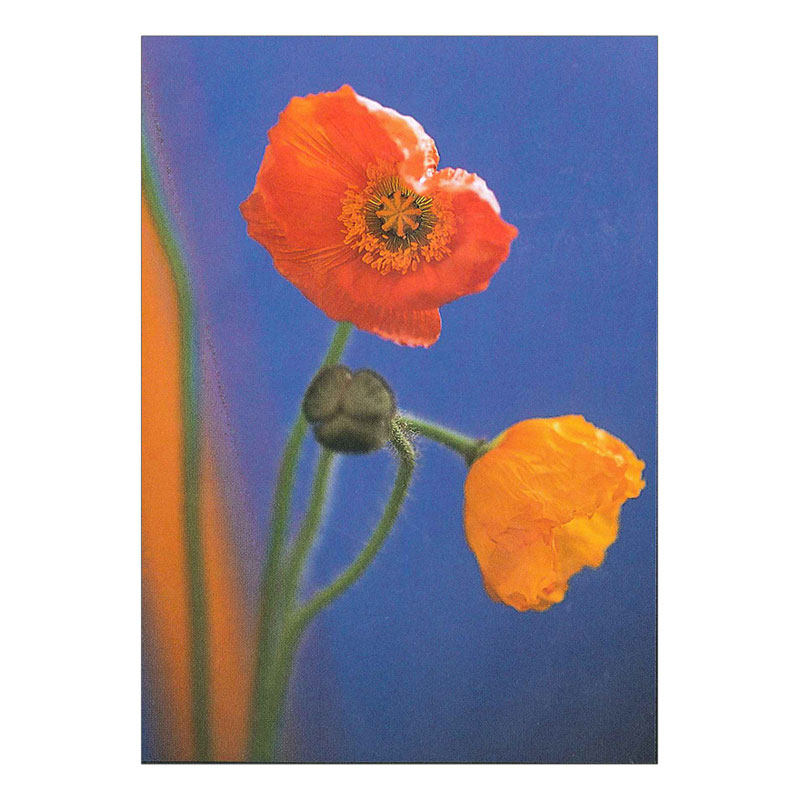 �ե����꡼�� �ݥ��ȥ�����