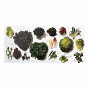 ���󥰥������ݥ��ȥ����� N758