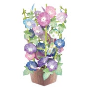 �ƥݥåץ��åץ�����/����ī��