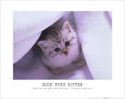 ����͡ �ݥ����� BLUEEYE'SKITTENPT-2
