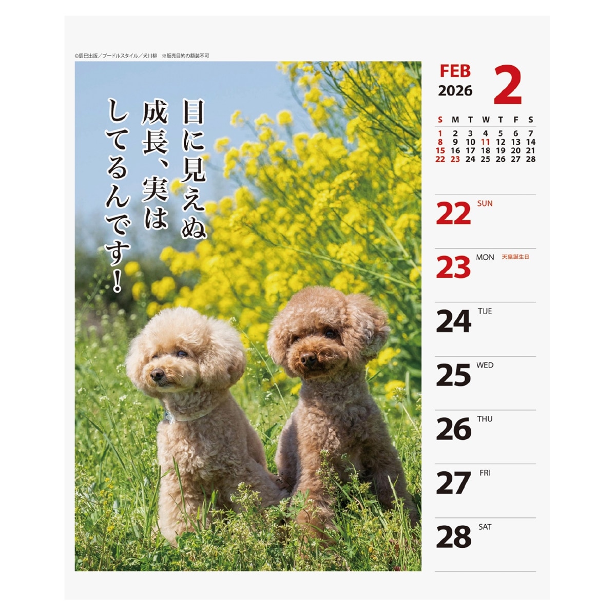 アンティーク　プードルの日めくりカレンダー 2026年カレンダー プードル川柳(週めくり) | カレンダー,犬猫川柳,犬