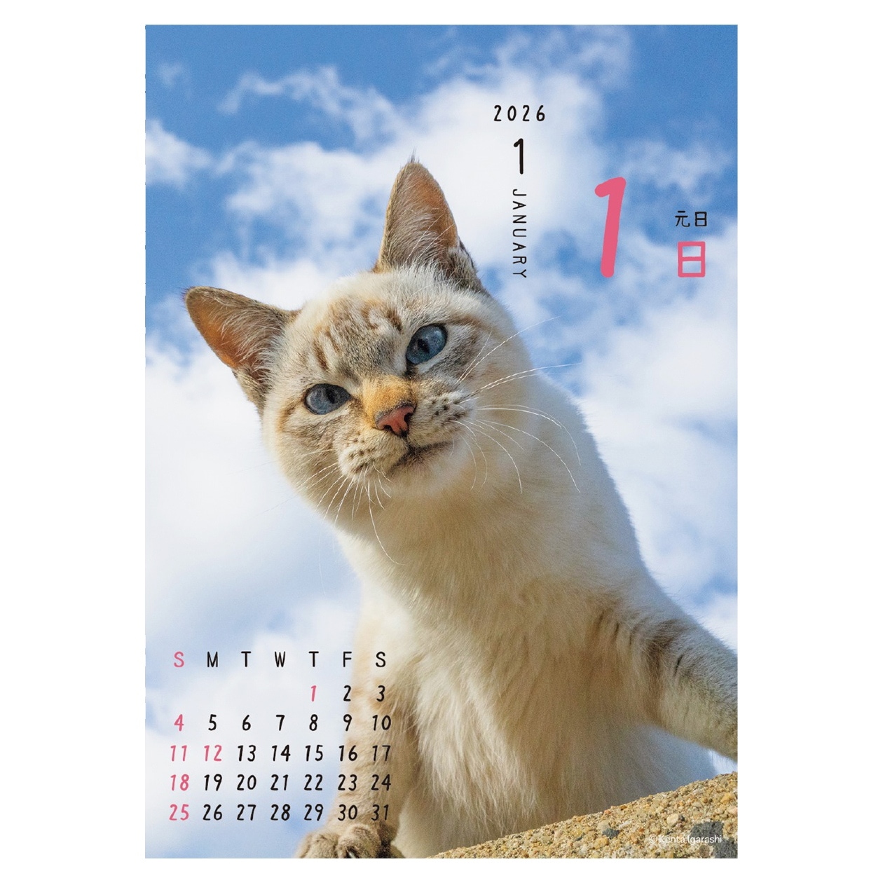2026年カレンダー ニャン!!めくり/五十嵐健太 | カレンダー,動物,猫