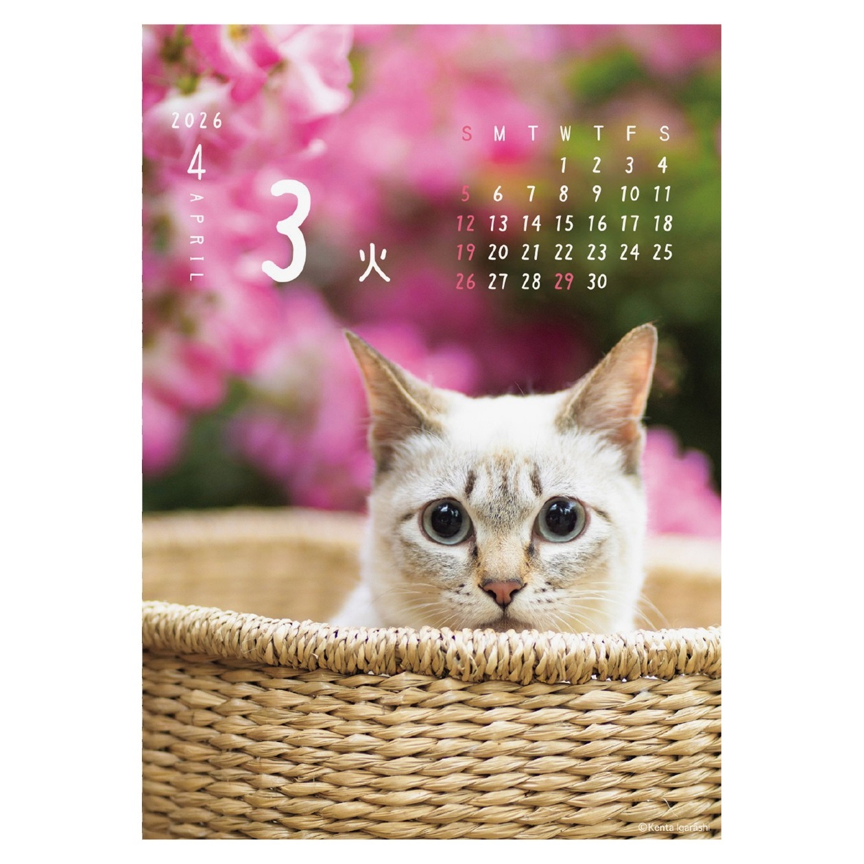 2026年カレンダー ニャン!!めくり/五十嵐健太 | カレンダー,動物,猫