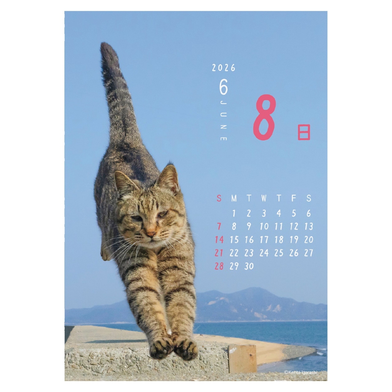 2026年カレンダー ニャン!!めくり/五十嵐健太 | カレンダー,動物,猫