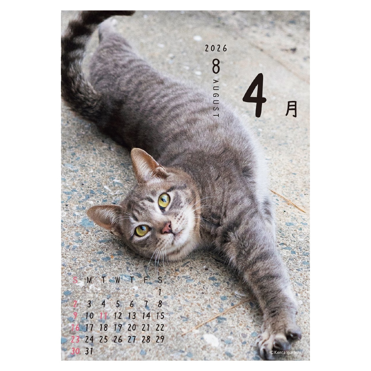 2026年カレンダー ニャン!!めくり/五十嵐健太 | カレンダー,動物,猫
