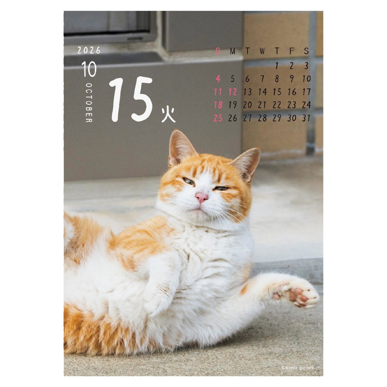 2026年カレンダー ニャン!!めくり/五十嵐健太 | カレンダー,動物,猫