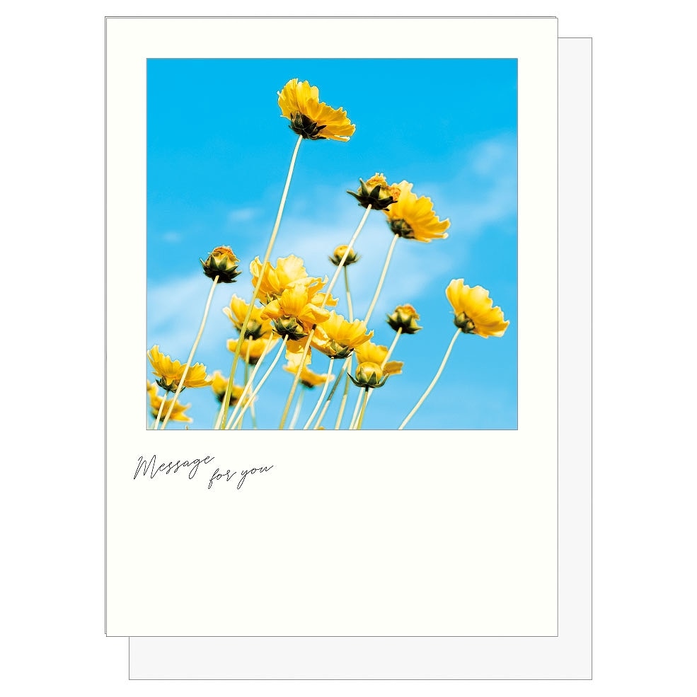 シアーポストカード ＃ビタミンカラーフラワー | ステーショナリー
