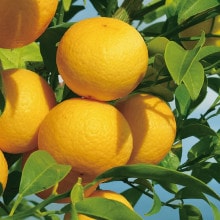  ϪϺݡڣȢMLۤʤŻͽܤ