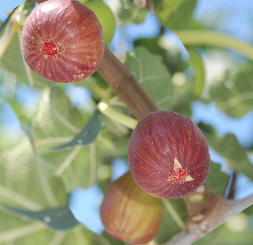 あしがらいちじく4パック入り【クール便（2セット梱包可