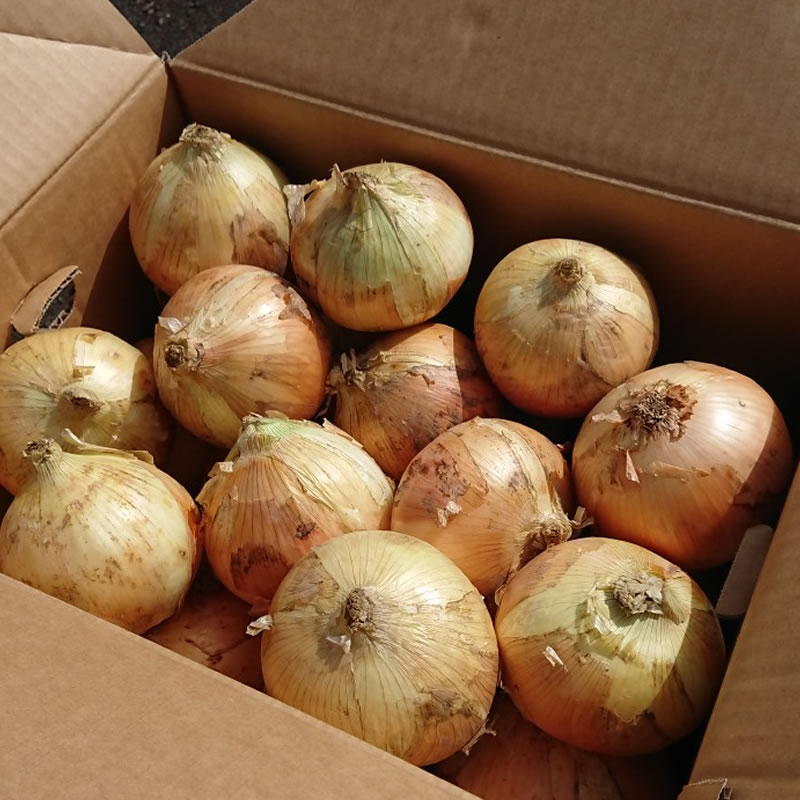 ���£�ǯ���椿�ޤͤ���10kg��1Ȣ�������ڿ�������ĸ��Ի��� ���佪λ���ޤ�����