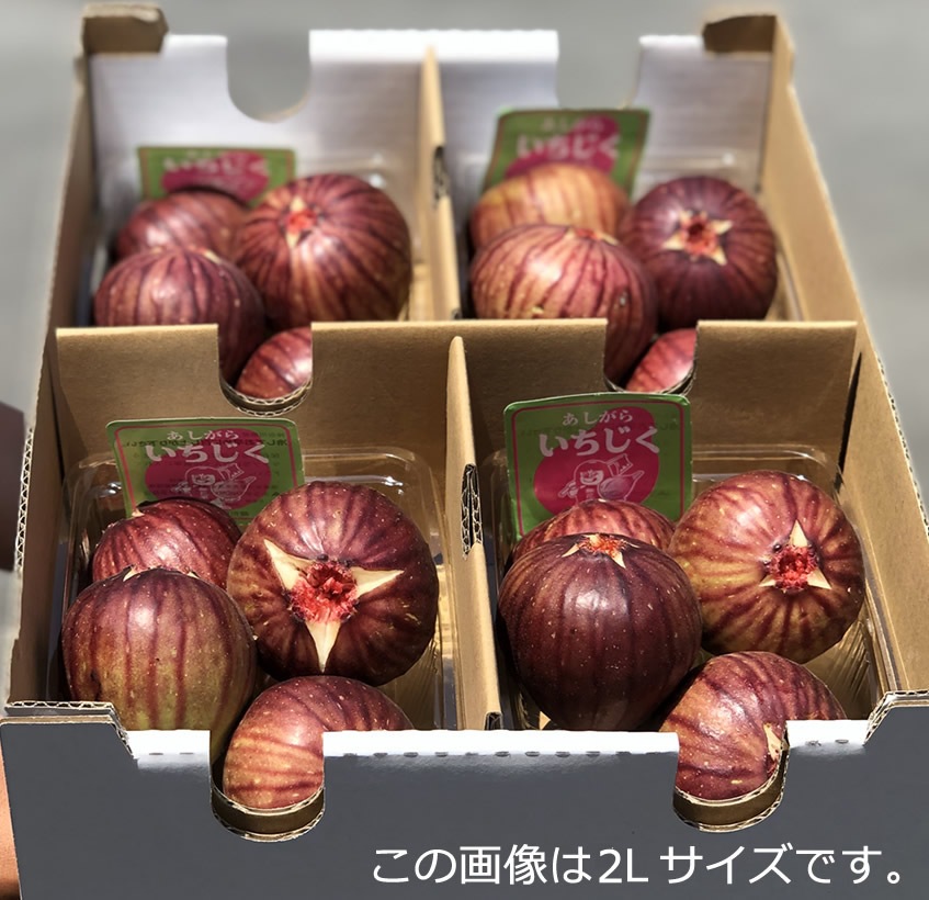 あしがらいちじく4パック入り【クール便（2セット梱包可）】販売時期