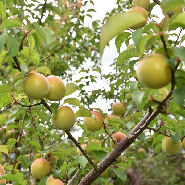 令和8年産 生梅10㎏【品種：十郎梅 梅干し用】 神奈川県小田原市産