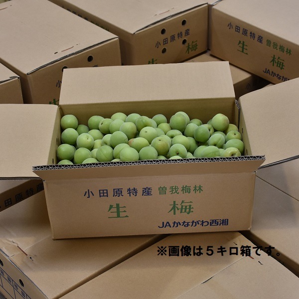 令和7年産 生梅10㎏【品種：十郎梅 梅干し用】 神奈川県