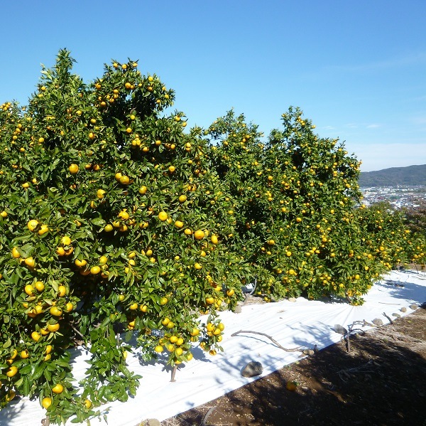 ŤߤڣȢ ۴Ȥʤޤ