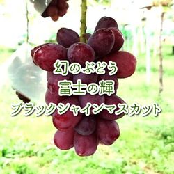 【９月１０日販売開始】【送料無料】◇富士の輝◇ふじのかがやき◇ブラックシャインマスカット◇超希少品種◇１房箱詰◇