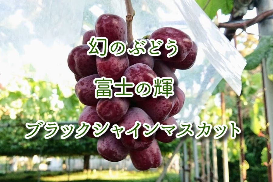 富士の輝き ブラックシャインマスカット『富士の輝』超希少品種！高い糖度と