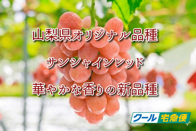 �ڣ����������ͽ��ۡڥ������ء��ǹ����������ۡ����󥷥㥤���åɡ����������ꥸ�ʥ��ʼ����˼Ȣ�͡�