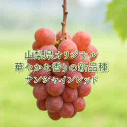 【９月２５日販売開始】◇サンシャインレッド◇赤いマスカット◇山梨県オリジナル品種◇１房箱詰◇