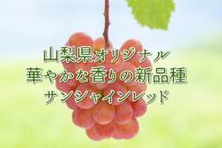 【2025年完売御礼】【送料無料】◇サンシャインレッド◇山梨県オリジナル品種◇１房箱詰◇