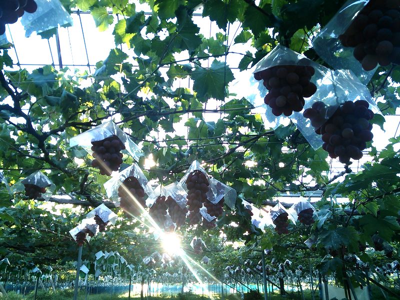 サンシャインレッド【送料無料】☆ぶどうの本場山梨県山梨市から、山梨