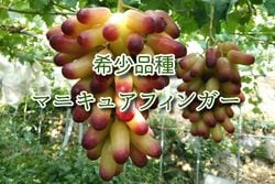 2025ǯۡīɤޥ˥奢ե󥬡Ķʼ˼Ȣ͡