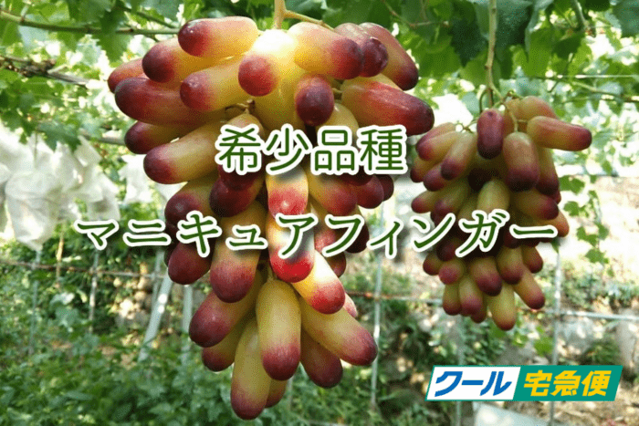 マニキュアフィンガー【クール便、税込、送料込】☆ぶどうの本場山梨県