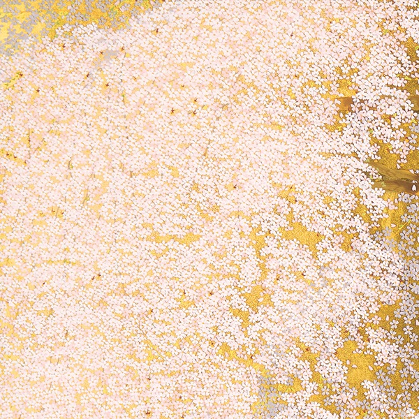 中島千波 「醍醐寺三宝院枝垂櫻吹雪」＜額＞｜エンディショップ【公式