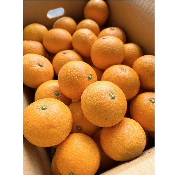 S2-3 �������󥴡�����10�ԡʲ����ѡ�