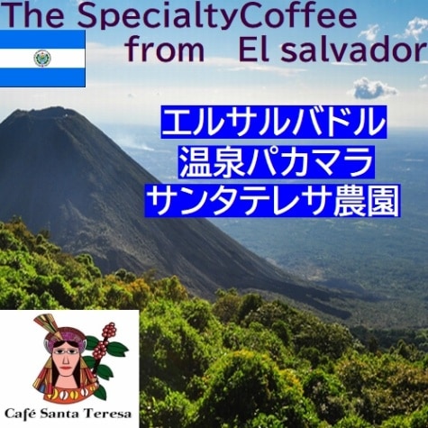 ５００ｇ 受注焙煎　スペシャルティコーヒー　エルサルバドル温泉パカマラ サンタテレサ農園　 ≪コーヒーフェアー価格≫