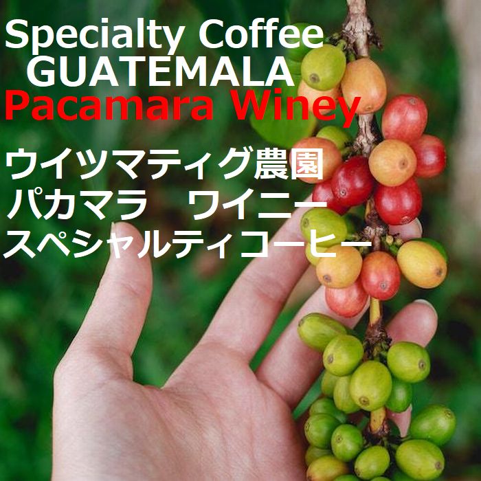 スペシャルティコーヒー　グアテマラ ウイツマティグ農園　パカマラ　ワイニー  ≪コーヒーフェアー価格≫