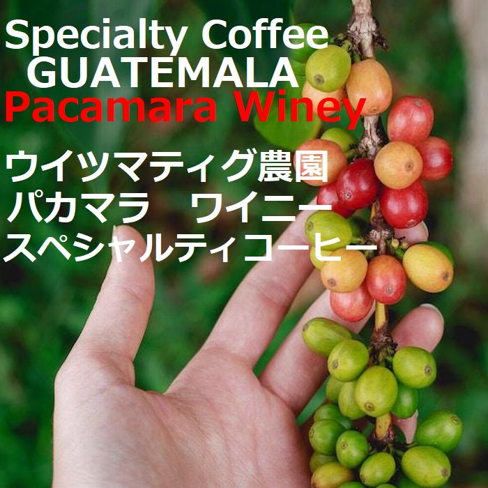 スペシャルティコーヒー　グアテマラ ウイツマティグ農園　パカマラ　ワイニー   (第２週お買得コーヒー)