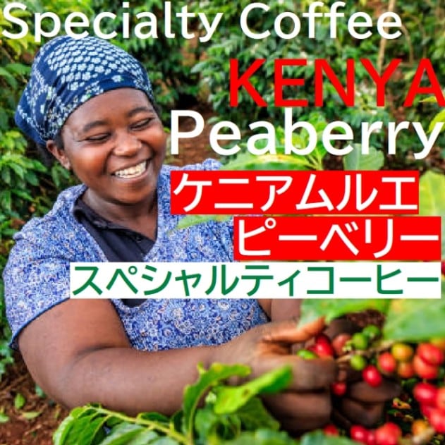 スペシャルティコーヒー　ケニア ムルエ ピーベリー　 ≪第１週お買得コーヒー≫