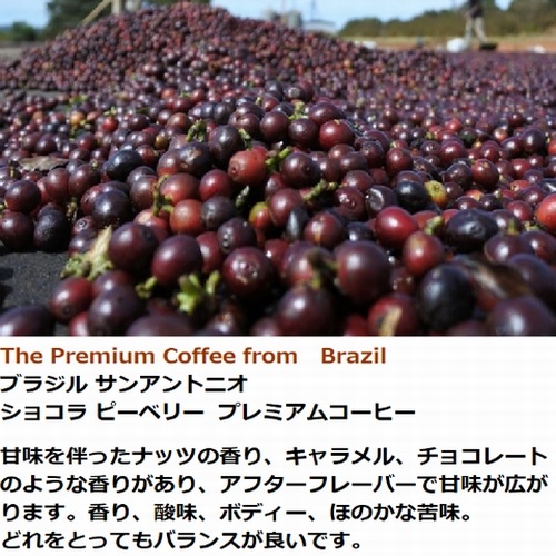 生豆　プレミアムコーヒー  ブラジル サンアントニオ　 ショコラ ピーベリー