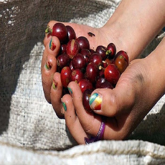 スペシャルティコーヒー コスタリカ トレスエルマナス農園 カツーラ ワイニー (中煎り)