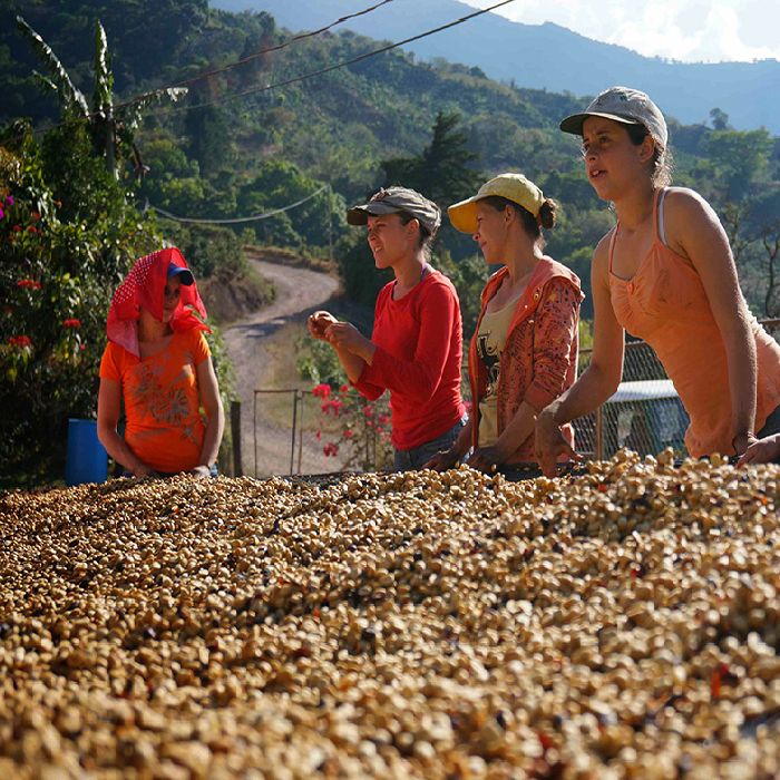 ５００ｇ 受注焙煎　スペシャルティコーヒー　深煎り　 コスタリカ　トレスエルマナス農園　 カツーラ  ワイニー