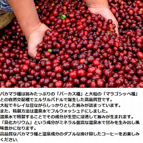 スペシャルティコーヒー エルサルバドル温泉パカマラ サンタテレサ農園 ≪第1週お買得コーヒー≫