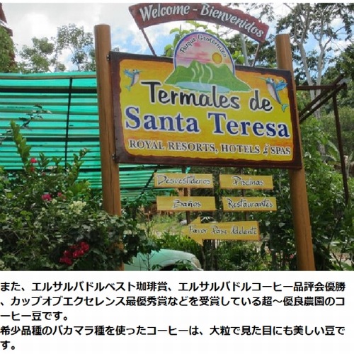 スペシャルティコーヒー エルサルバドル温泉パカマラ サンタテレサ農園 ≪第1週お買得コーヒー≫