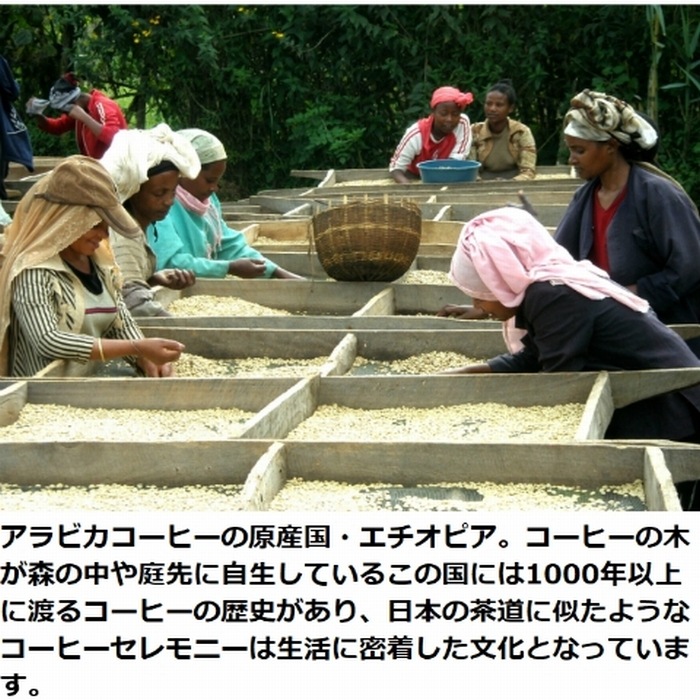 生豆　　スペシャルティーコーヒー エチオピア イルガチェフ Grade-1　