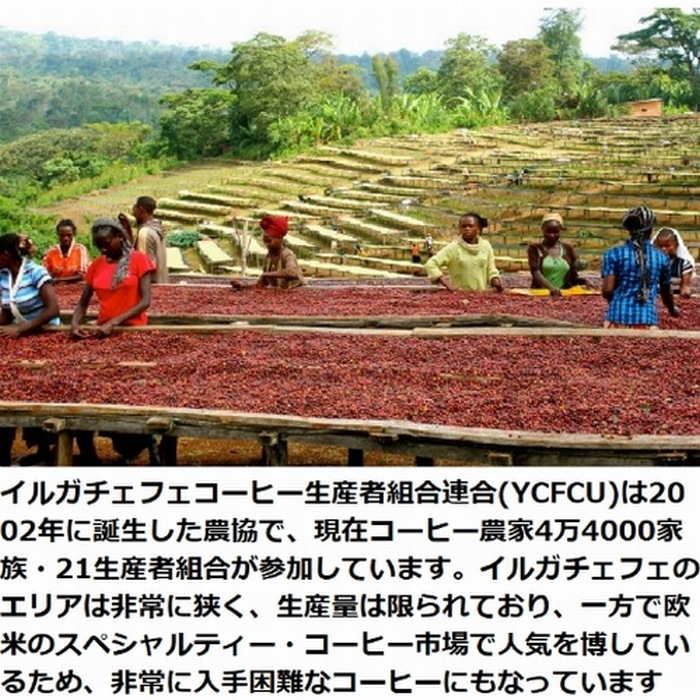 生豆　　スペシャルティーコーヒー エチオピア イルガチェフ Grade-1　
