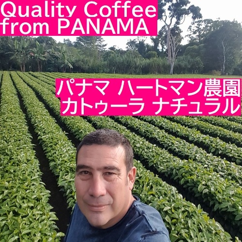 【クリックポスト 全国送料無料!!】生豆　900g　パナマ ハートマン農園 カトゥーラ ナチュラル